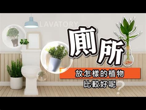 廁所放植物|【廁所放什麼植物好】廁所放什麼植物好？6款黃金葛、蘆薈淨化。